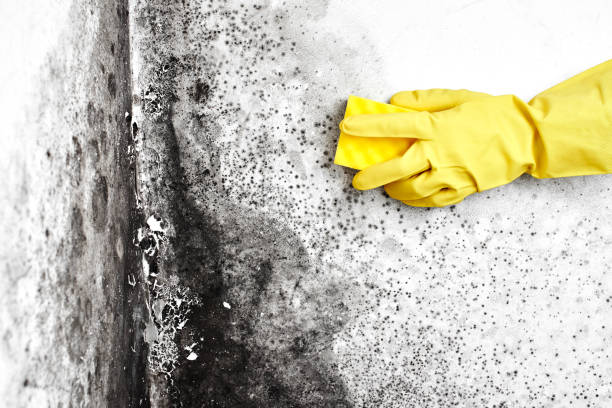 Best Mold Removal for HVAC Installations  in Simonton Lake, IN